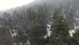 Free Video Stock Snowstorm Above The Pine Forest Live Wallpaper