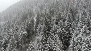 Free Video Stock Snowstorm In The Forest Live Wallpaper