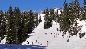 Free Video Stock Snowy Hill In A Forest Full Of Skiers Live Wallpaper