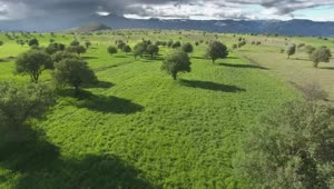 Free Video Stock Sparse Trees In The Green Valley Live Wallpaper