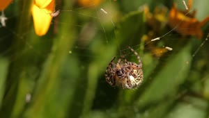 Free Video Stock Spider Eating A Tiny Insect Live Wallpaper