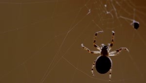 Free Video Stock Spider Escalating The Web Live Wallpaper
