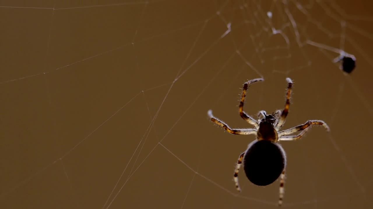Download Free Video Stock Spider Escalating The Web Live Wallpaper