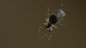 Free Video Stock Spider Moving In The Web Live Wallpaper