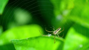 Free Video Stock Spider Walking On A Web Live Wallpaper