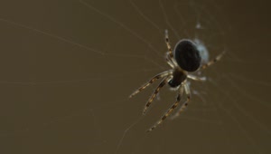 Free Video Stock Spider Standing On The Web Live Wallpaper