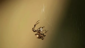 Free Video Stock Spider Walking On The Web Live Wallpaper