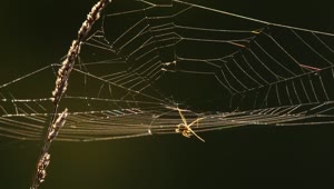 Free Video Stock Spider Web At Back Light Live Wallpaper