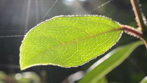 Free Video Stock Spider Webbing Over Leaves Live Wallpaper