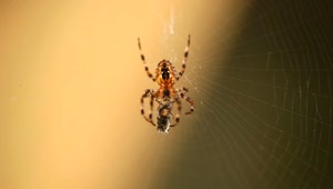 Free Video Stock Spider With Its Prey Live Wallpaper