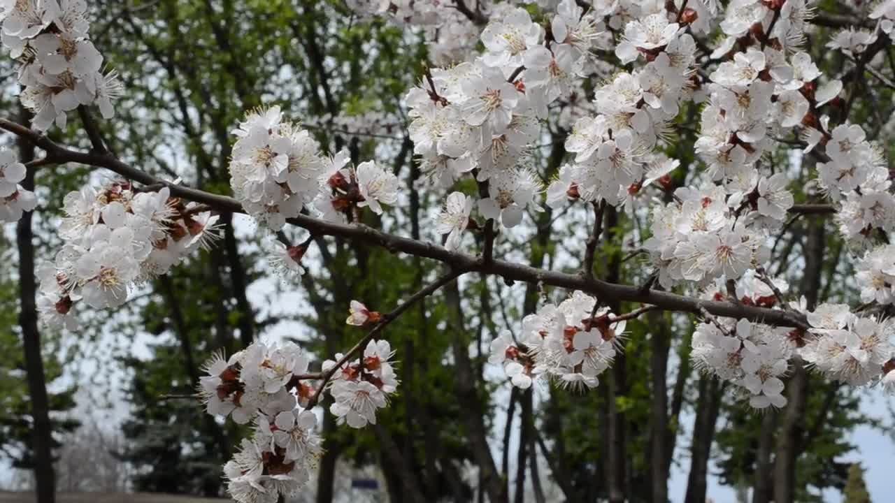 Download Free Video Stock Spring Flowers On Tree Branches Live Wallpaper