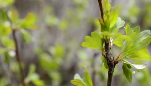 Free Video Stock Spring Leaves Starting To Grow Live Wallpaper