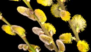 Free Video Stock Spring Willow Flower Opening Live Wallpaper