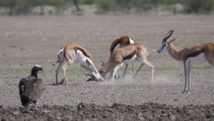 Free Video Stock Springbok Fighting With Horns Live Wallpaper