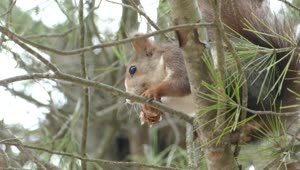 Free Video Stock Squirrel Eating In A Tree Live Wallpaper