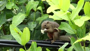 Download Free Video Stock Squirrel Eating On A Fence Live Wallpaper