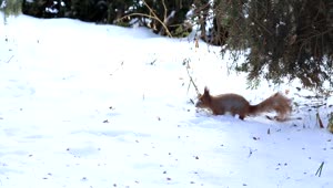 Free Video Stock Squirrel Exploring The Snow Live Wallpaper