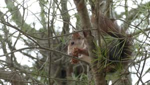 Free Video Stock Squirrel In A Tree Eating A Pinecone Live Wallpaper