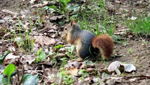 Download Free Video Stock Squirrel In Nature Feeding On Plants Live Wallpaper