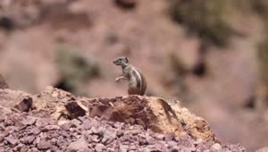 Free Video Stock Squirrel In The Sahara Desert Live Wallpaper