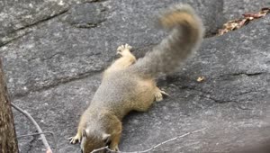 Free Video Stock Squirrel On A Rock Live Wallpaper