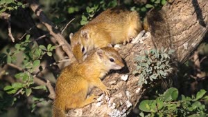 Free Video Stock Squirrels On A Tree Branch Live Wallpaper