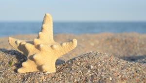 Free Video Stock Star Shaped Shell In The Sand Live Wallpaper