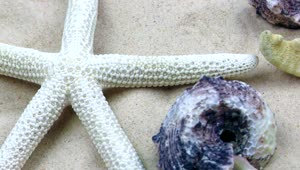 Free Video Stock Starfish And Shells In The Sand Underwater Live Wallpaper