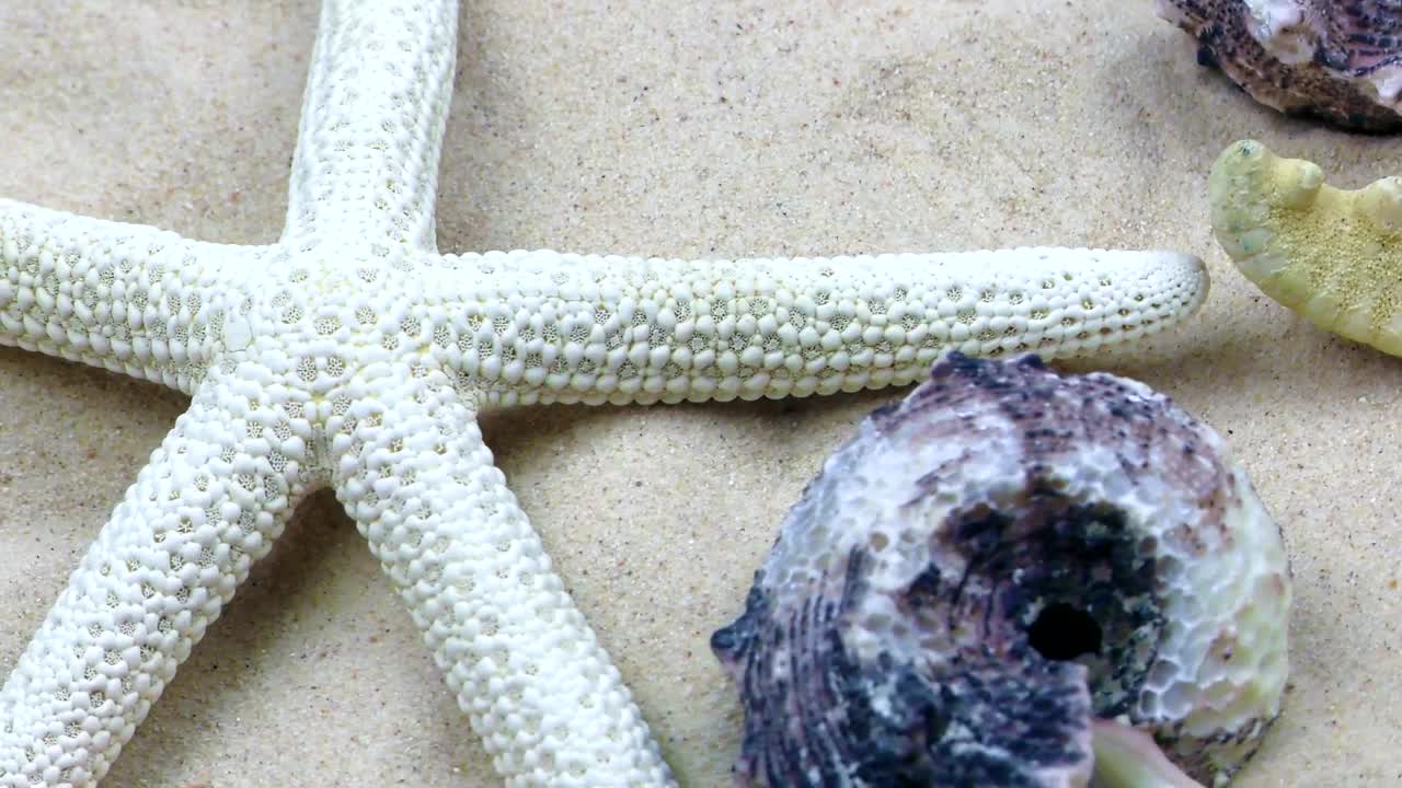 Download Free Video Stock Starfish And Shells In The Sand Underwater Live Wallpaper