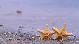 Free Video Stock Starfish On The Beach Live Wallpaper