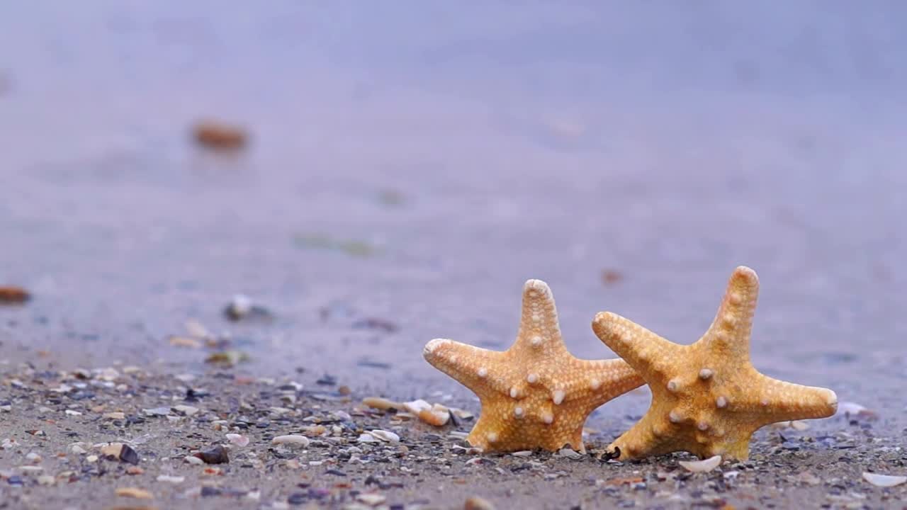 Download Free Video Stock Starfish On The Beach Live Wallpaper