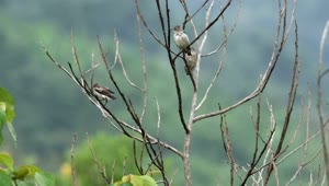 Free Video Stock Starlings In A Dead Tree Live Wallpaper