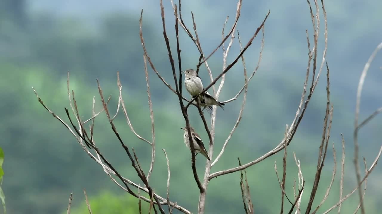 Download Free Video Stock Starlings Standing Together Live Wallpaper