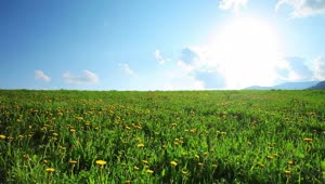 Free Video Stock Static Shot Of A Field Full Of Sunflowers Live Wallpaper