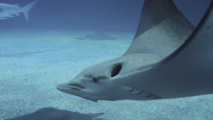 Free Video Stock Stingrays And Sharks Swimming Live Wallpaper