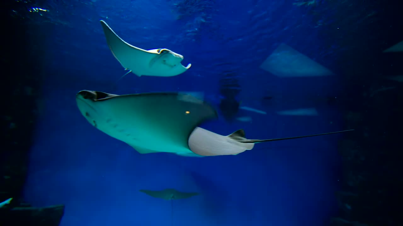 Download Free Video Stock Stingrays Swimming Underwater Live Wallpaper