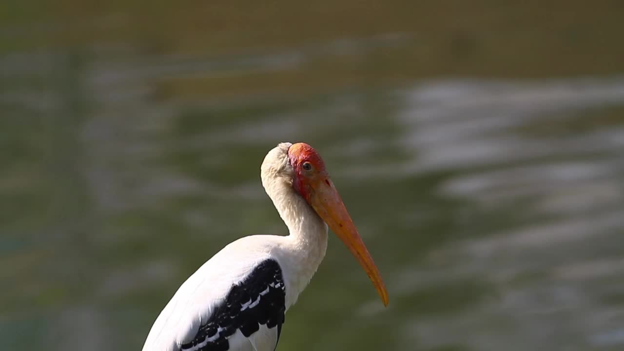 Download Free Video Stock Stork By The Lake Live Wallpaper