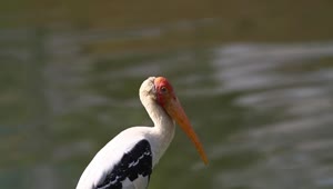 Free Video Stock Stork By The Lake Live Wallpaper
