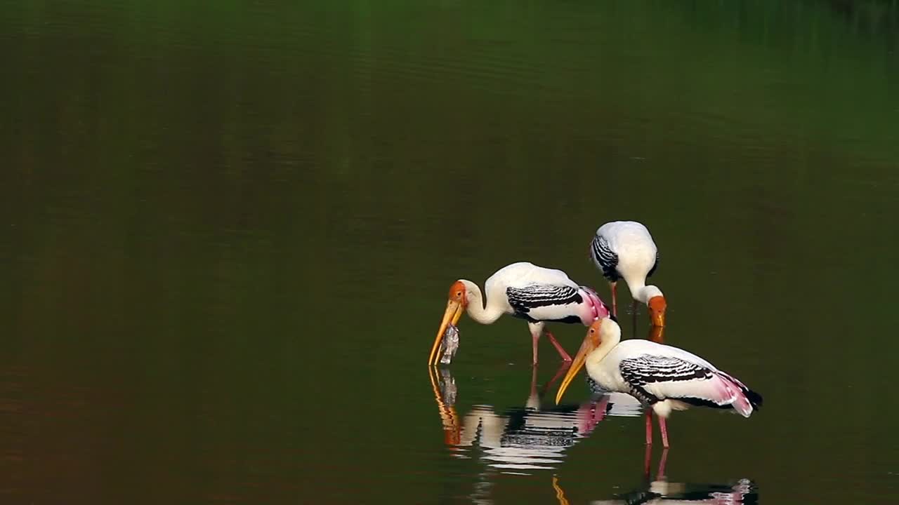 Download Free Video Stock Stork Eating A Fish Live Wallpaper