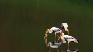 Free Video Stock Stork Eating A Fish Live Wallpaper