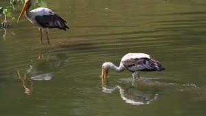 Free Video Stock Storks Looking For Fish Live Wallpaper