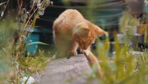 Free Video Stock Stray Cat Looking For Food Live Wallpaper