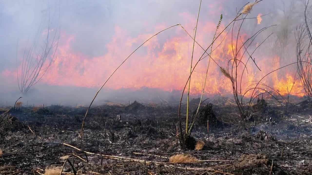 Download Free Video Stock Strong Flames Consuming The Forest Live Wallpaper