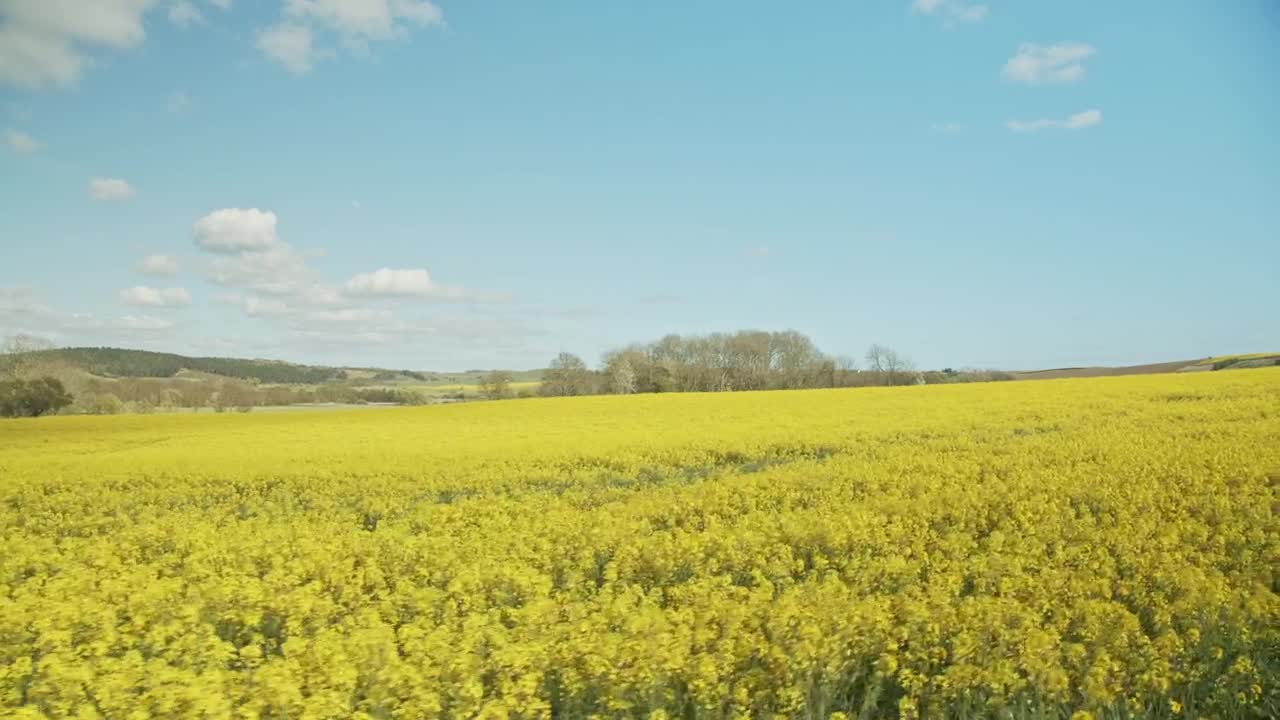 Download Free Video Stock Summer Fields Drone Shot Live Wallpaper