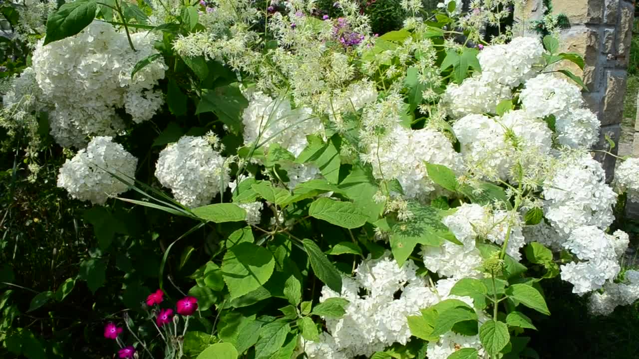 Download Free Video Stock Summer Garden Flowers Live Wallpaper