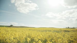 Free Video Stock Summer In The Countryside Live Wallpaper