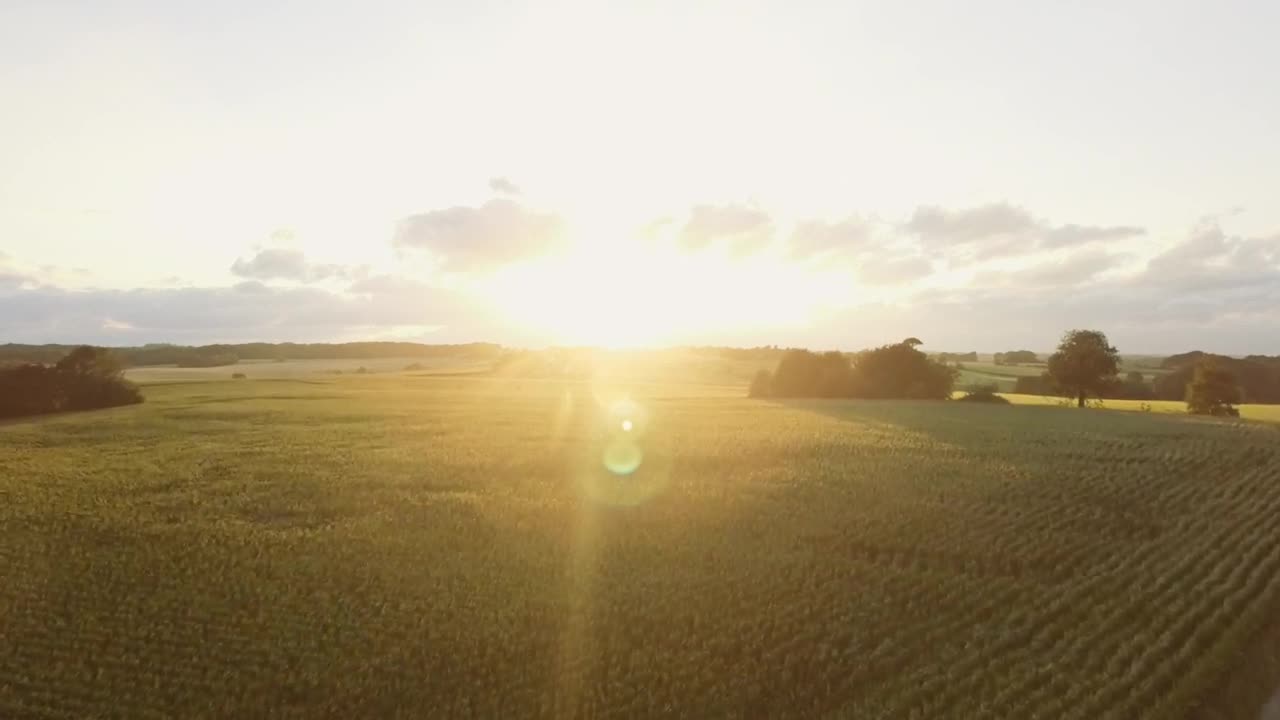 Download Free Video Stock Summer Sunshine Over A Field Live Wallpaper