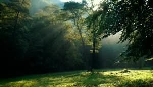 Free Video Stock Sun Beams Through The Forest Trees Live Wallpaper