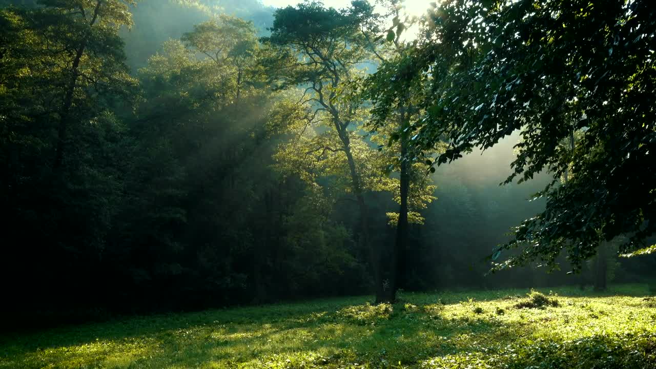 Download Free Video Stock Sun Beams Through The Forest Trees Live Wallpaper