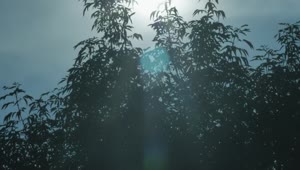 Free Video Stock Sun Seen Through The Leaves Of A Tree Live Wallpaper